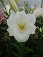 [4115 Illusive Mak No02.JPG]